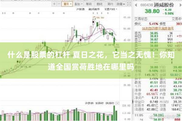 什么是股票的杠杆 夏日之花，它当之无愧！你知道全国赏荷胜地在哪里吗
